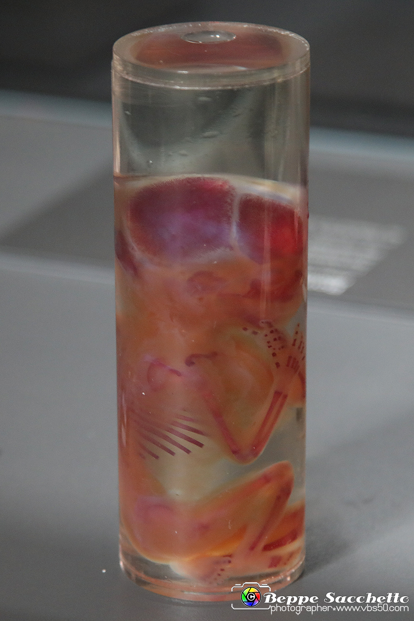 VBS_3146 - Feto di quattro mesi. Lo sviluppo delle ossa - Mostra Body Worlds.jpg